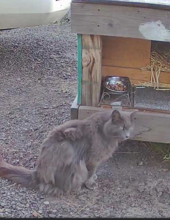 Lost Cat in La Grande — listing photo