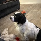 Lost Dog in Jacksonville, Florida — listing photo