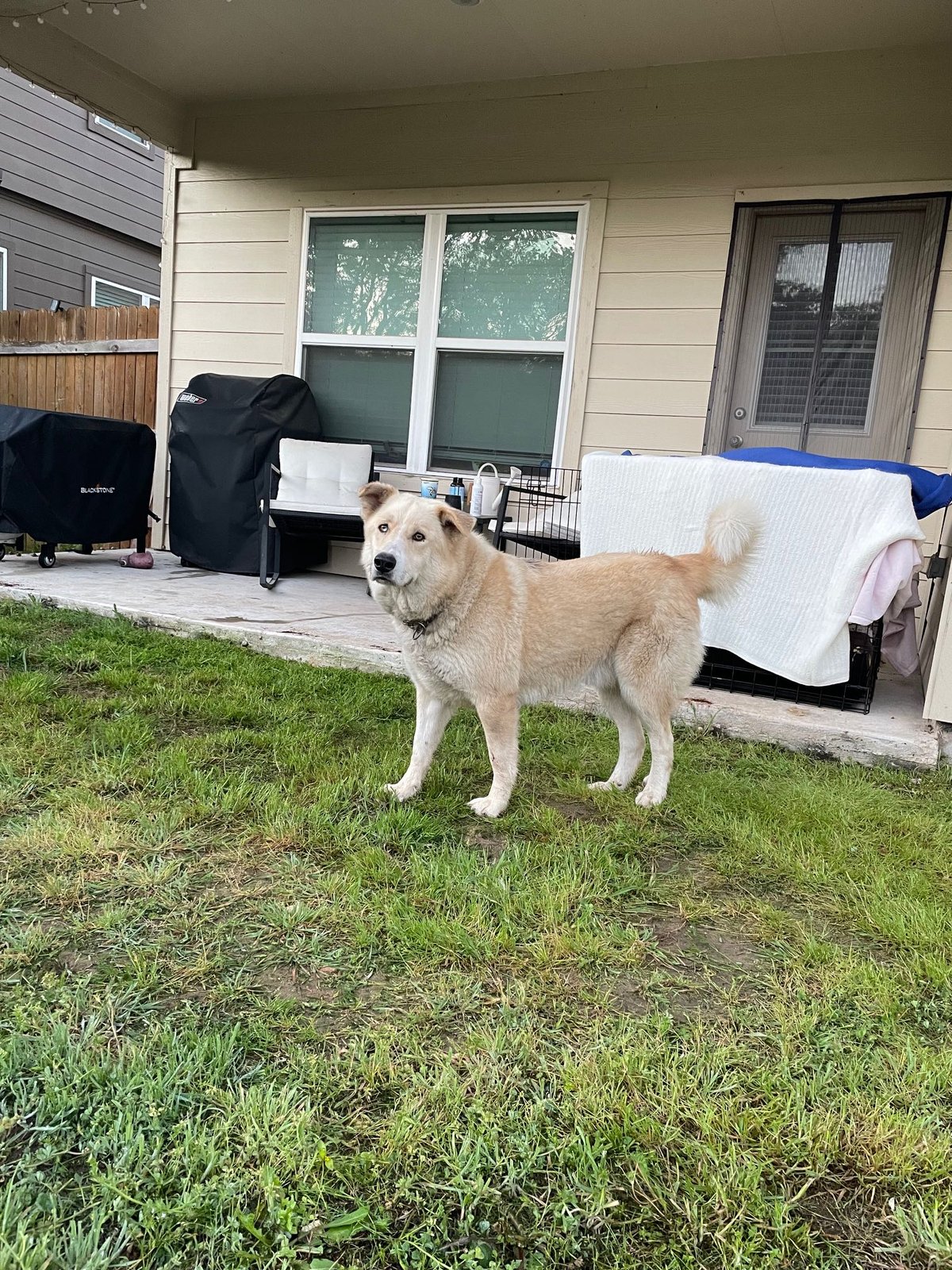 Found Dog in Austin, Texas — listing photo