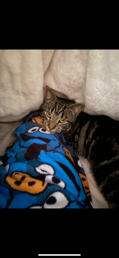 Lost Cat in Antioch, California — listing photo