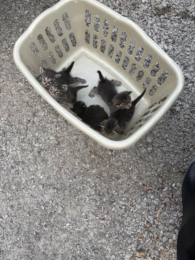 Found Dog in Columbus, Ohio — 5 baby kittens