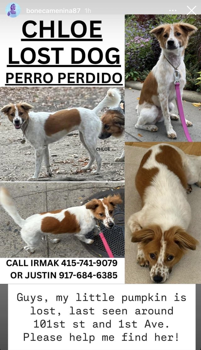 Lost Dog in New York, New York — Hello, a friend’s dog got lost in the city. Please see the attachment for her pictures and…
