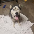 Lost Dog in Memphis, Tennessee — listing photo