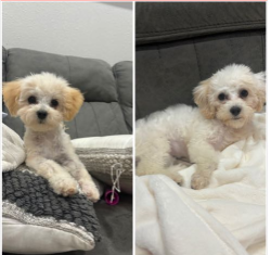 Lost Dog in Houston, Texas — listing photo