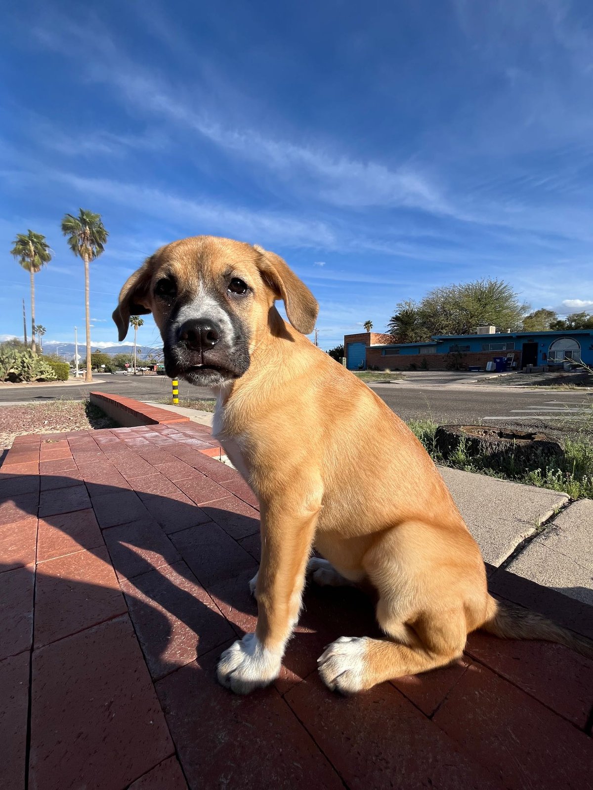 Lost Dog in Tucson, Arizona — listing photo
