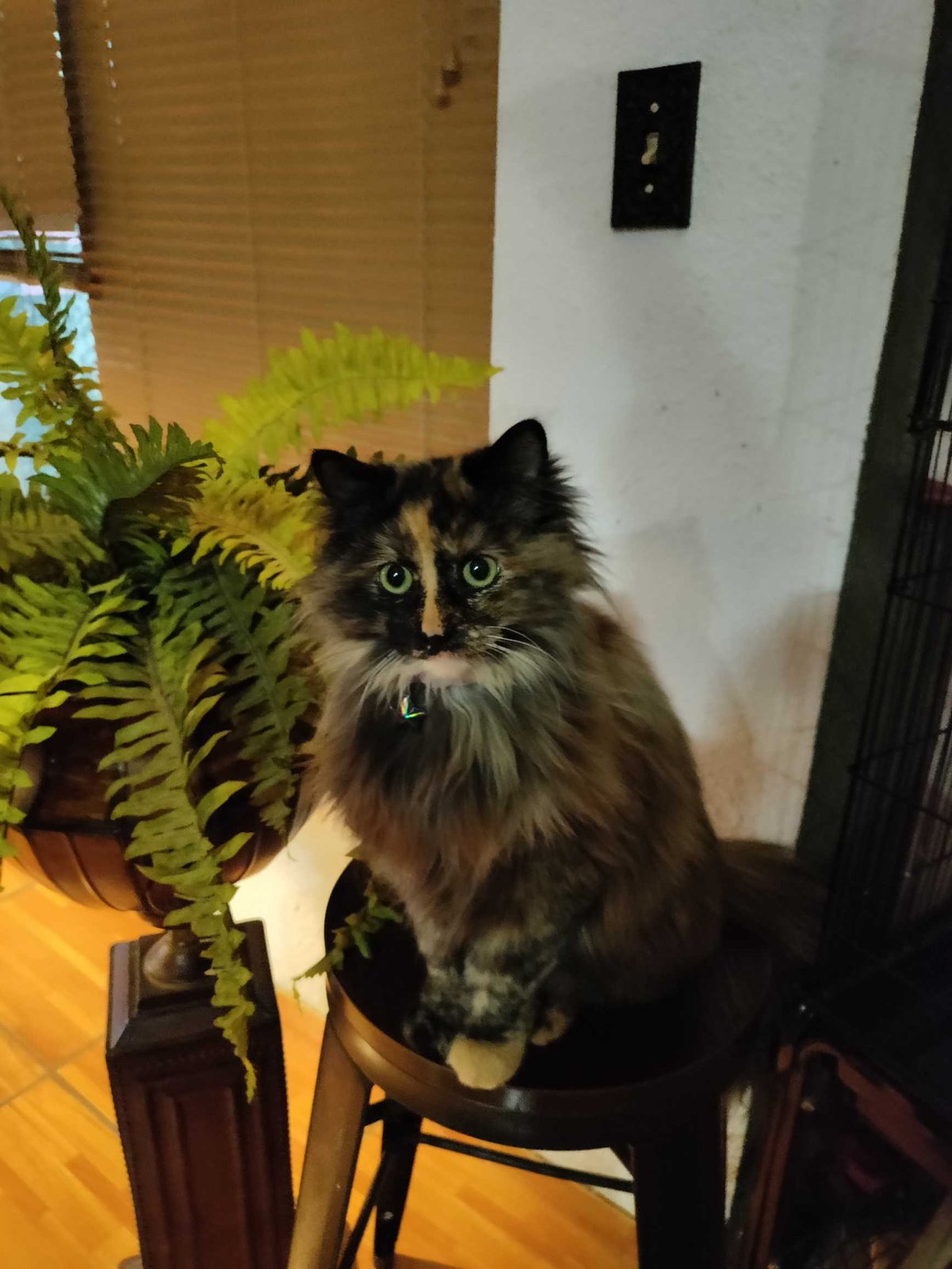 Lost Cat in El Paso, Texas — listing photo