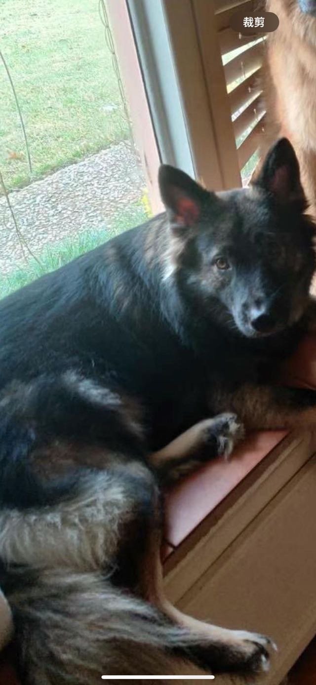 Lost Dog in Houston, Texas — listing photo