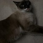 Found Cat in Dallas, Texas — listing photo