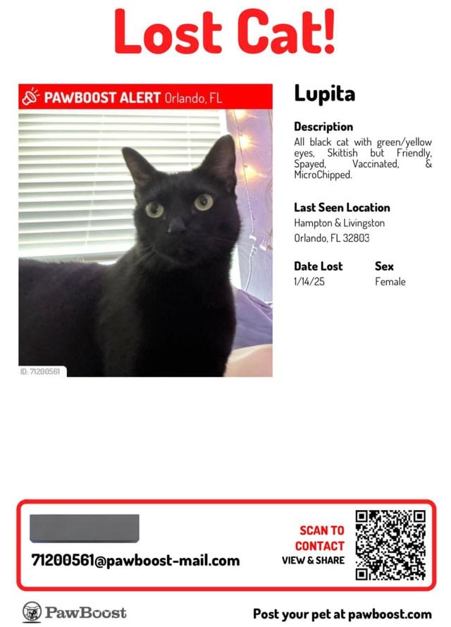 lost cat in K