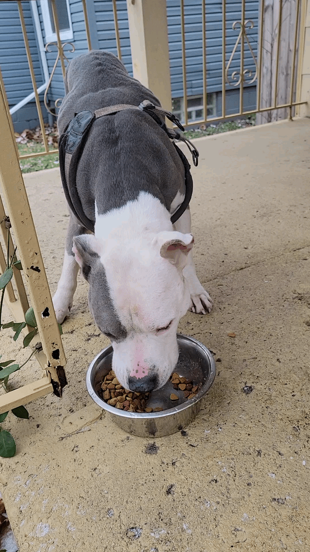 Lost Dog in Detroit, Michigan — listing photo