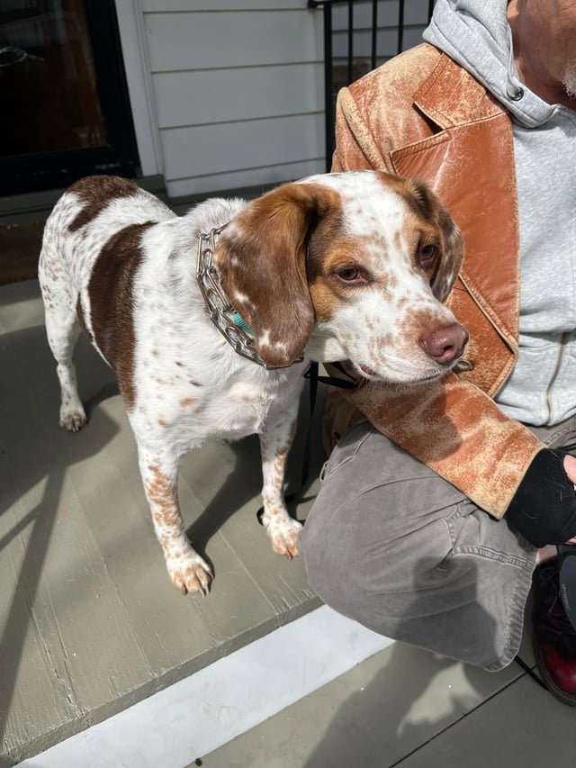 Found Dog in Milwaukee, Wisconsin — listing photo