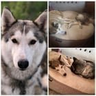 lost dog in Anchorage, Alaska