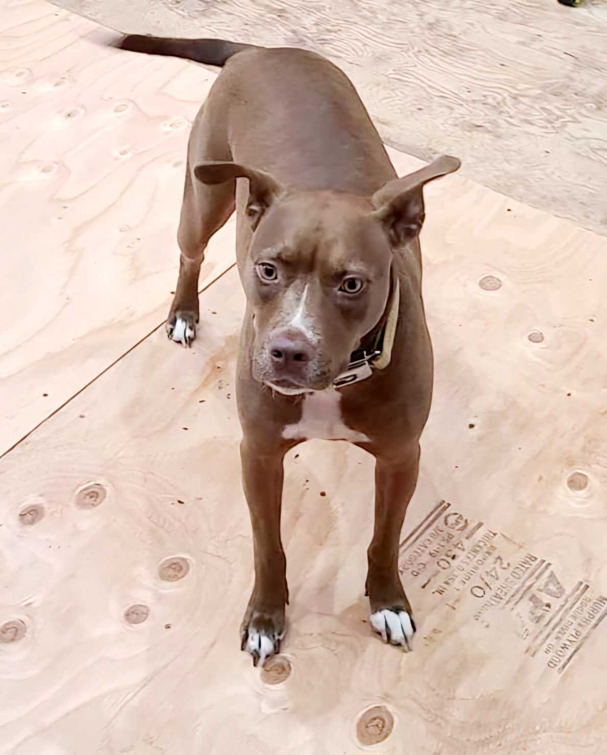 Lost Dog in Nevada City — listing photo