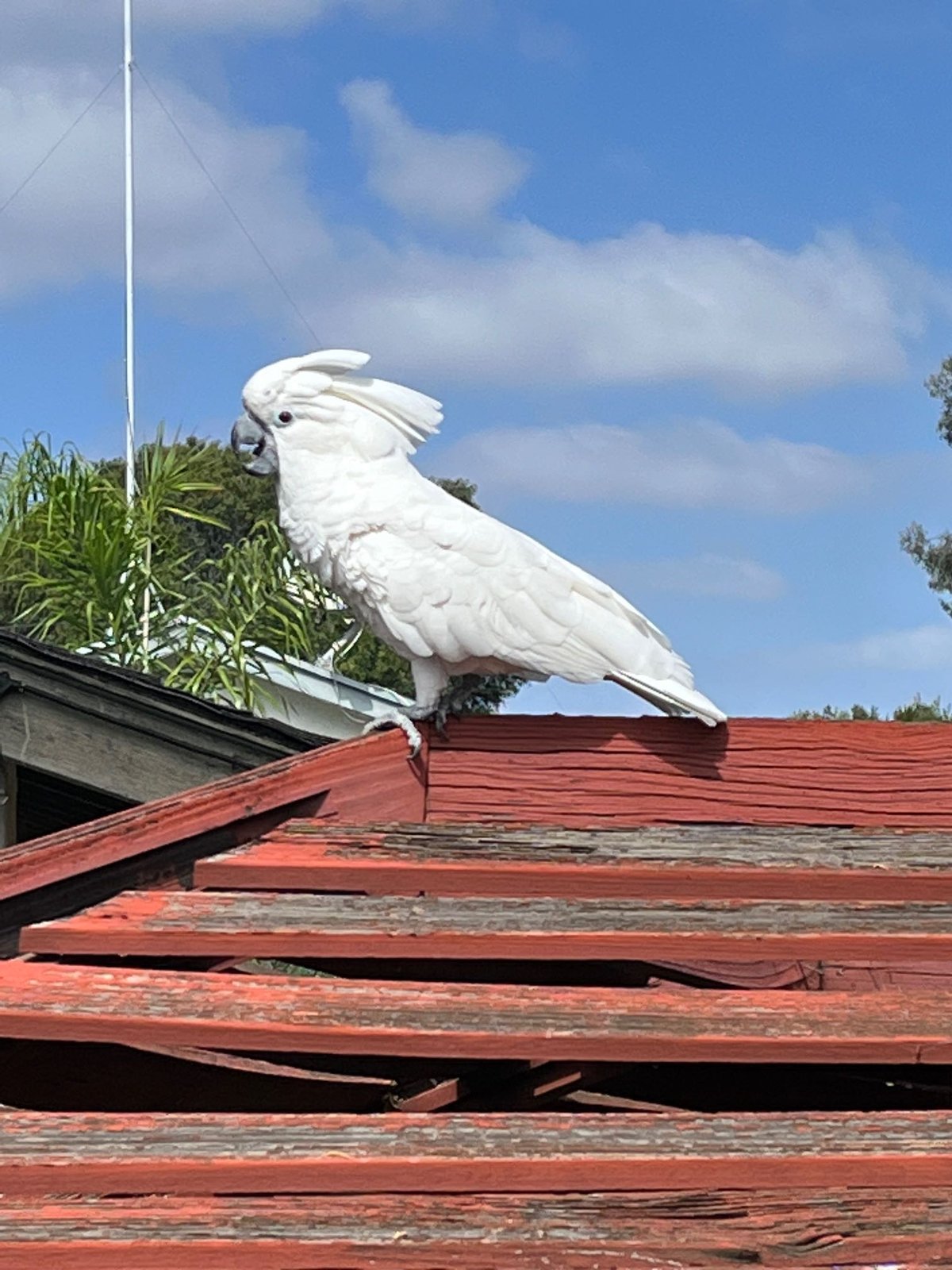 Lost Pet in San Diego, California — listing photo