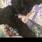 lost dog in San Antonio, Texas