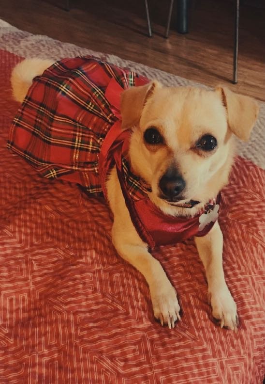 Lost Dog in Surprise, Arizona — listing photo