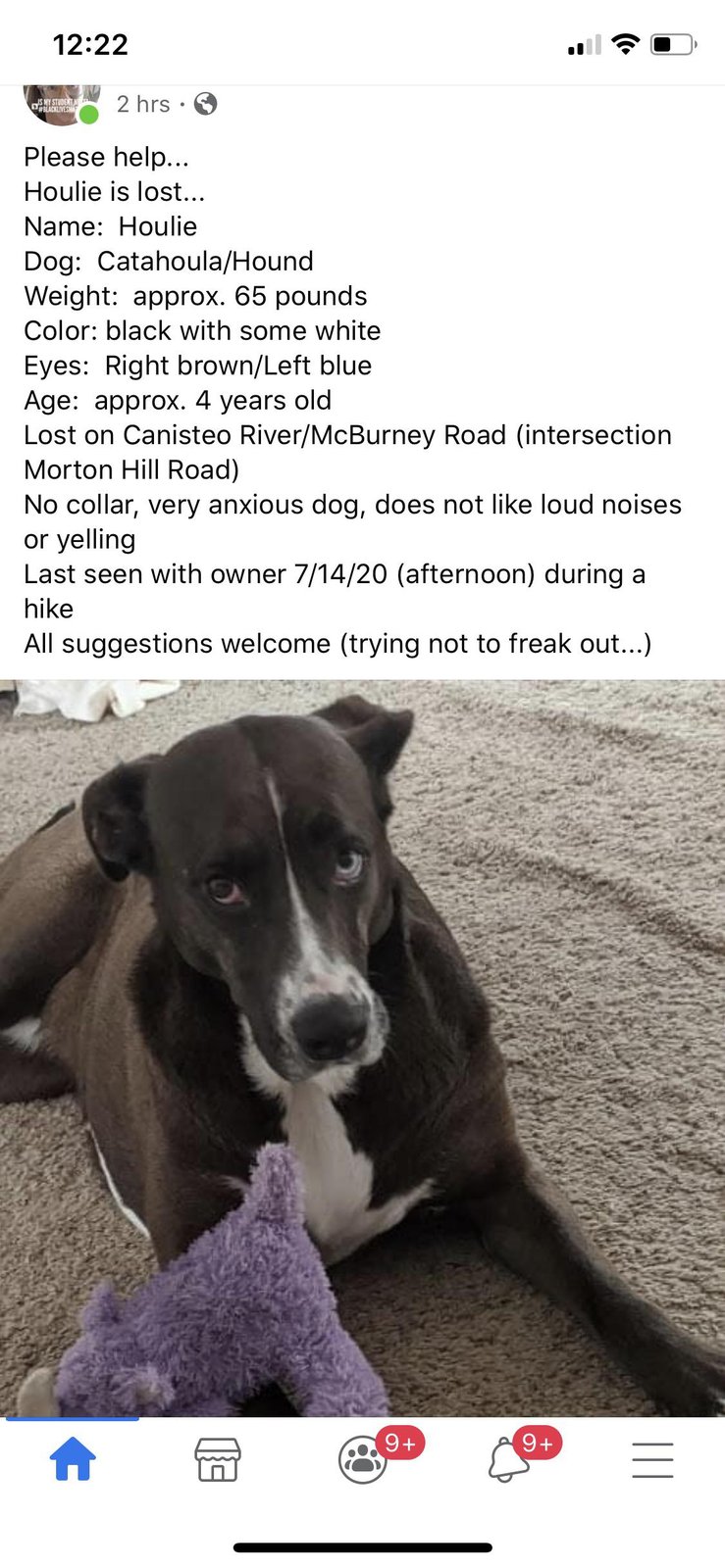 Lost Pet in New York, New York — Looking for my sisters lost dog, last seen near Canisteo NY.