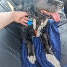 found pet in Detroit, Michigan