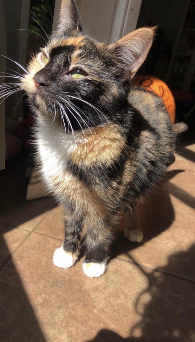 lost cat in Duluth, Minnesota