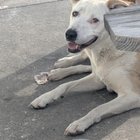 Lost Dog in Jacksonville, Florida — Stray dog in Riverside?