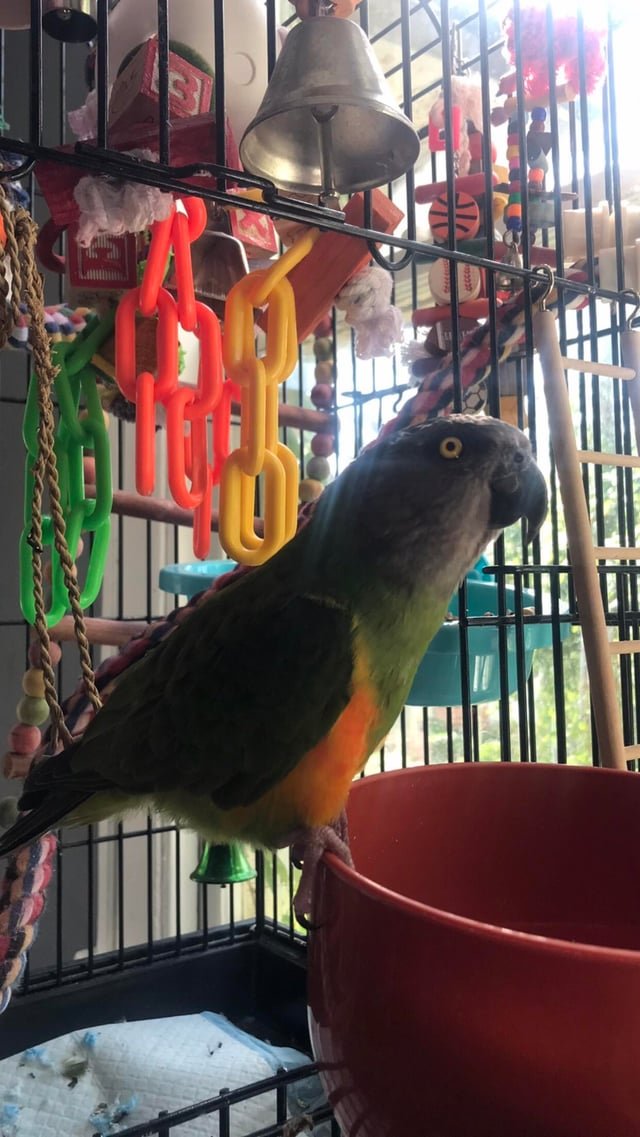Lost Cat in Highland, California — Escaped Pet Bird help companies?