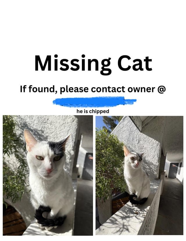 lost pet in Las Vegas, Nevada