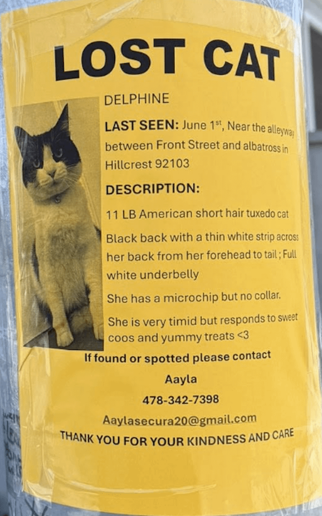 Lost Cat in San Diego, California — listing photo