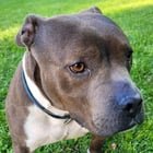 Found Dog in Indianapolis, Indiana — Anyone recognize him?