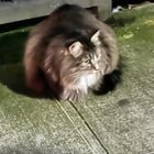lost cat in Seattle, Washington