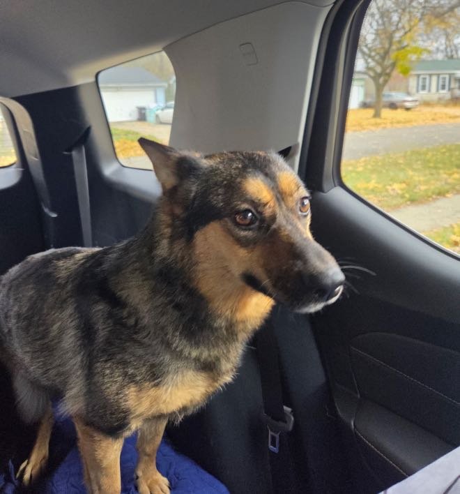 Lost Dog in Clarkston — listing photo