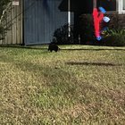 Lost Pet in Orlando, Florida — listing photo