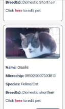 lost cat in San Ramon, California