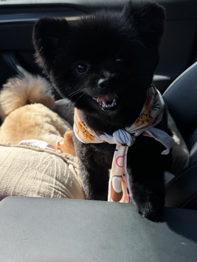 lost dog in San Francisco, California