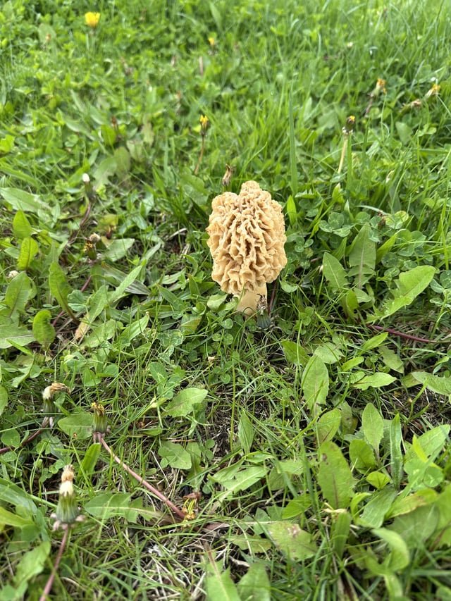 Found Dog in Detroit, Michigan — Just found a morel mushroom while walking my dog in Madison Heights