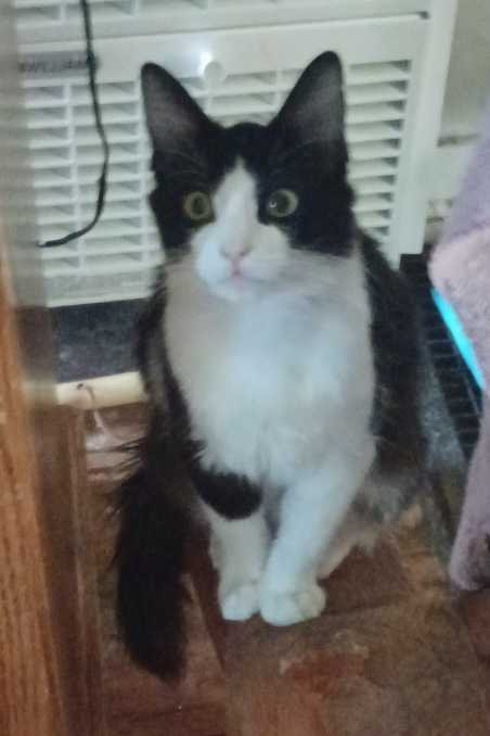 Lost Cat in Sacramento, California — listing photo