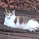 Lost Cat in Hemet, California — listing photo