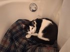 Found Cat in Oklahoma City, Oklahoma — listing photo