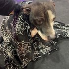 found dog in Toledo, Ohio