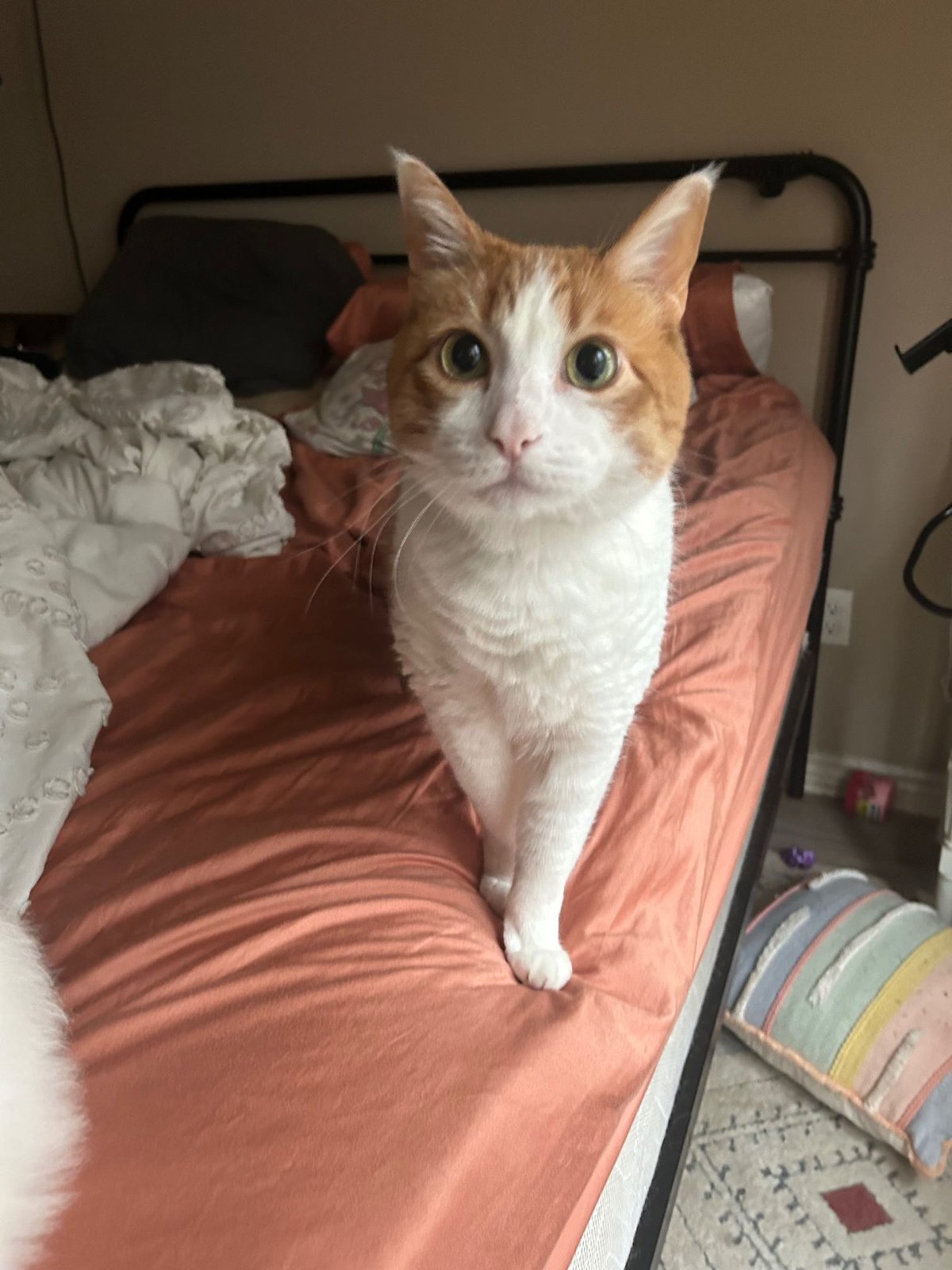 Lost Cat in Tyler, Texas — listing photo