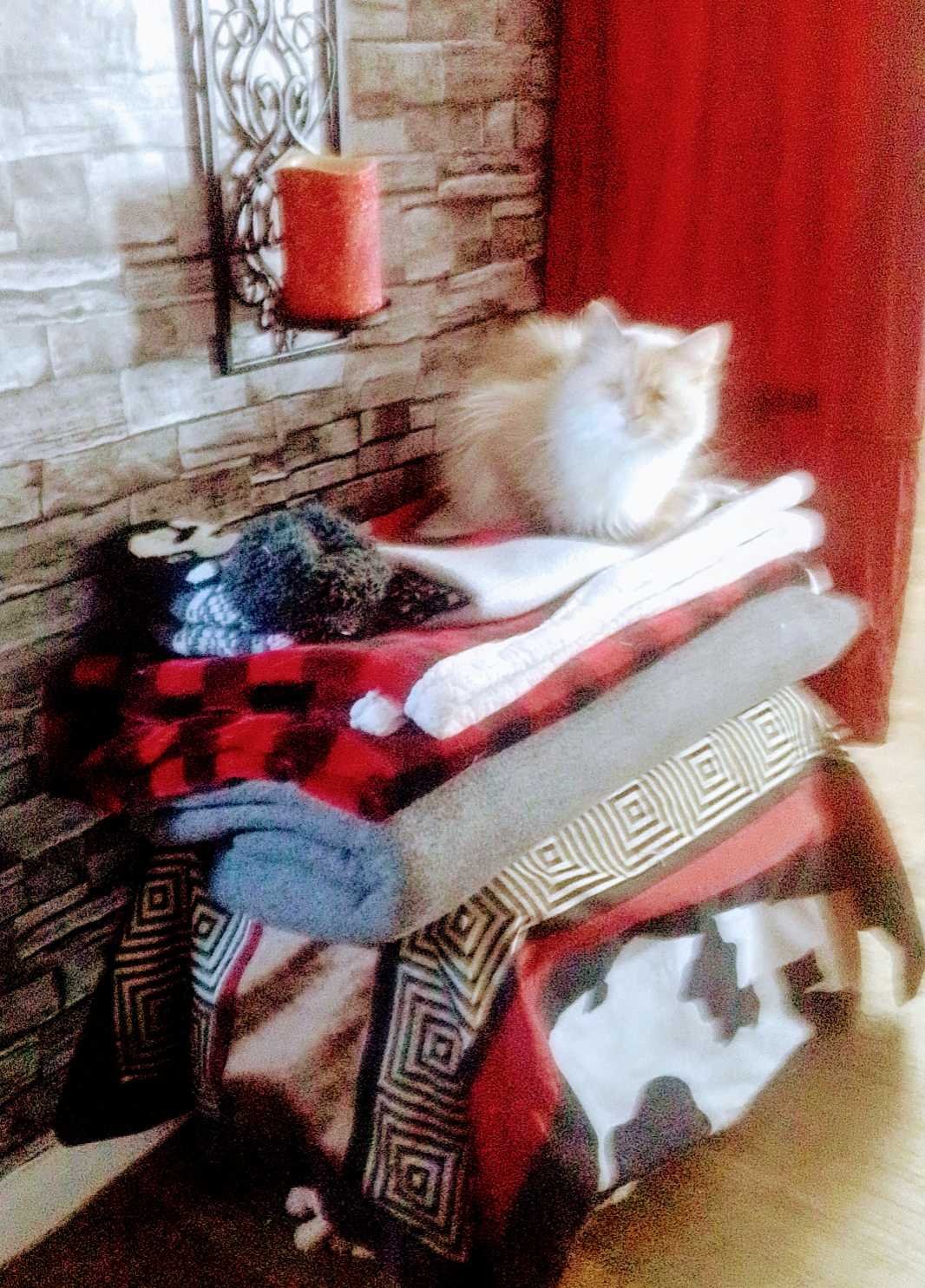 Lost Cat in Tempe, Arizona — listing photo