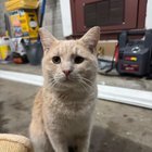Found Dog in Plano, Texas — Foster Home Needed for Biscuit