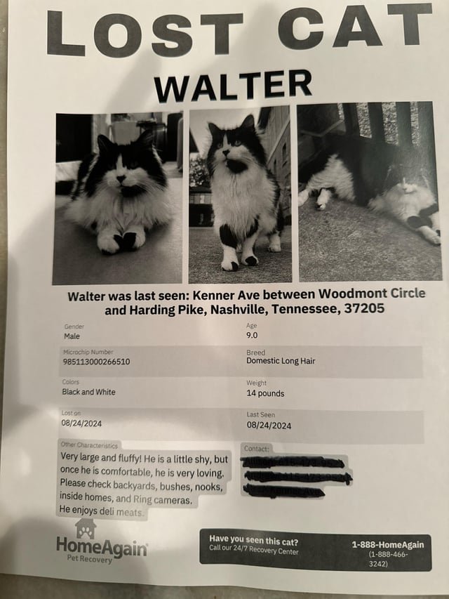 lost cat in Kenner, Louisiana