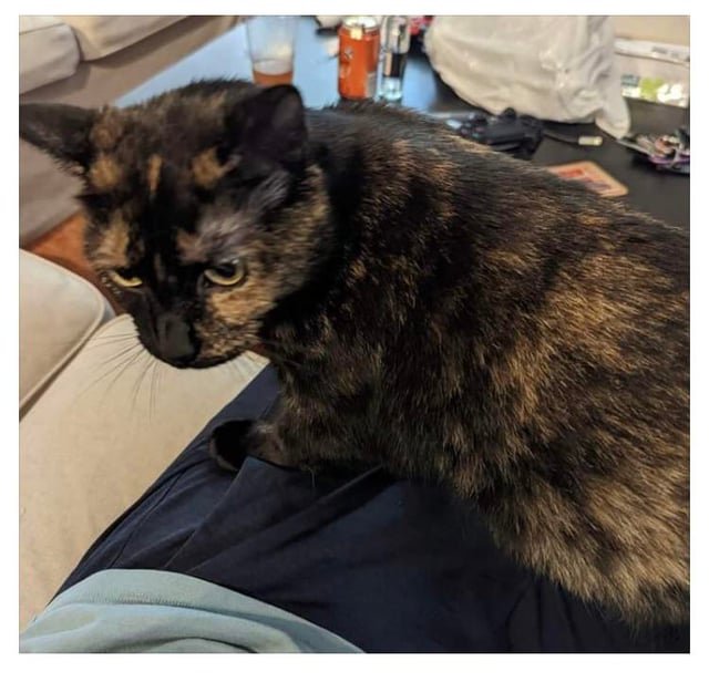 lost cat in K