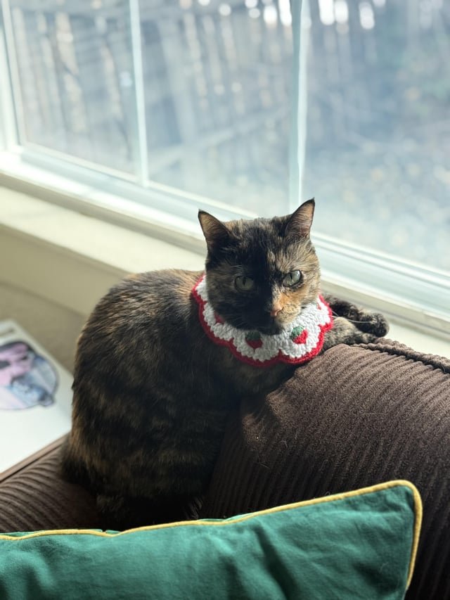 lost cat in Reno, Nevada