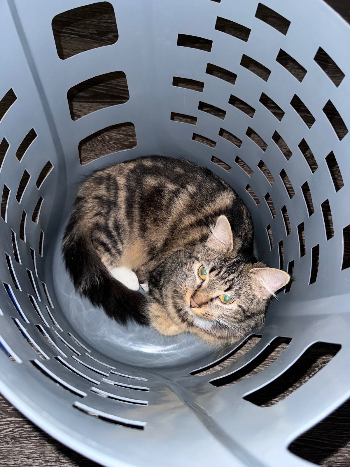 Lost Cat in Austin, Texas — listing photo