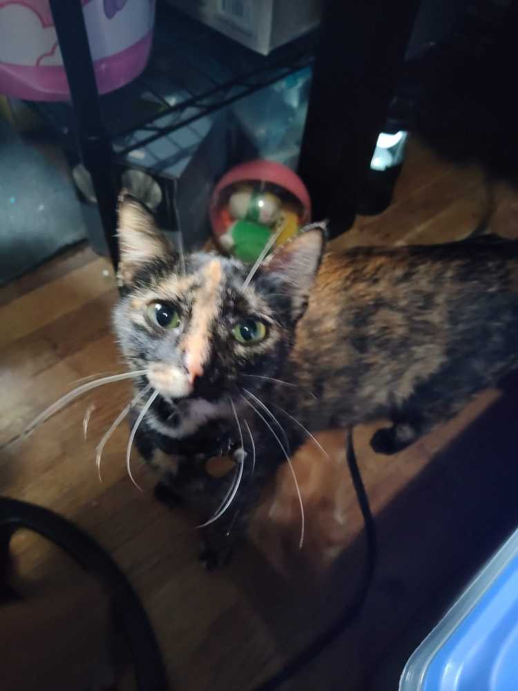 Lost Cat in Houston, Texas — listing photo