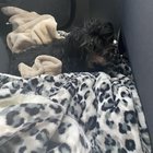 Lost Dog in San Jose, California — Is anyone missing their dog?