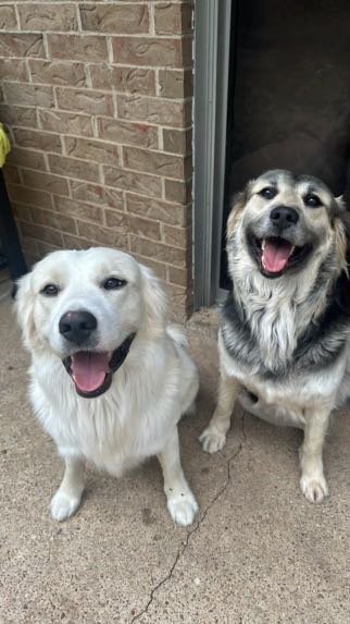 Lost Dog in Duncanville, Texas — listing photo
