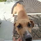 Found Dog in Jacksonville, Florida — listing photo