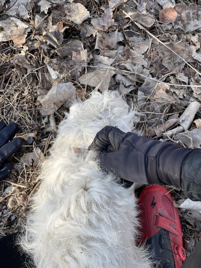Found Dog in Milwaukee, Wisconsin — listing photo